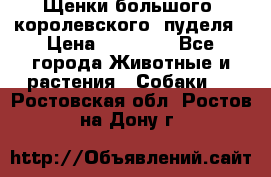 Щенки большого (королевского) пуделя › Цена ­ 25 000 - Все города Животные и растения » Собаки   . Ростовская обл.,Ростов-на-Дону г.